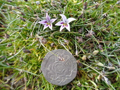 Lobelia oligophylla