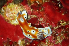 Goniobranchus leopardus