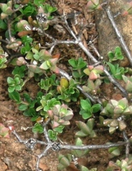Blepharis integrifolia