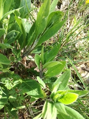 Hesperis matronalis