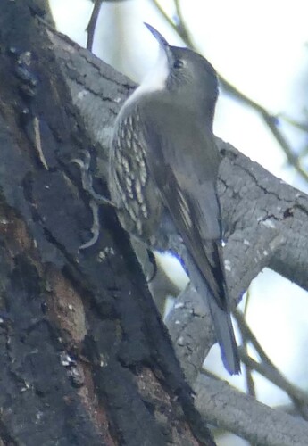 White-throated Treecreeper