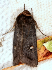 Proteuxoa cinereicollis