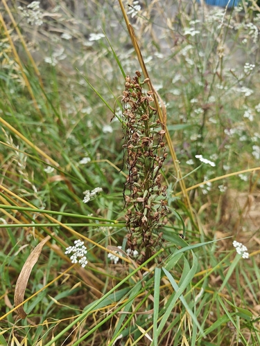Lizard Orchid