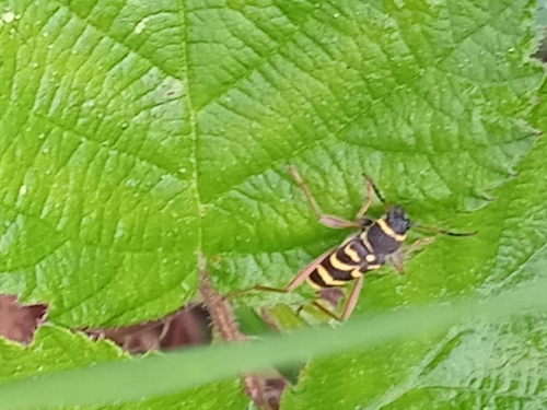 Wasp Beetle
