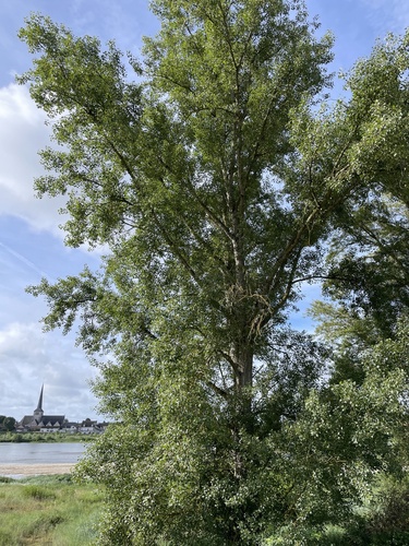 Black Poplar