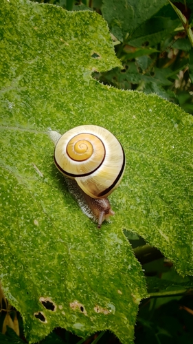 Brown-lipped Snail