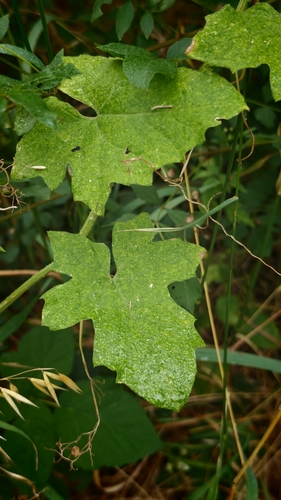 White Bryony