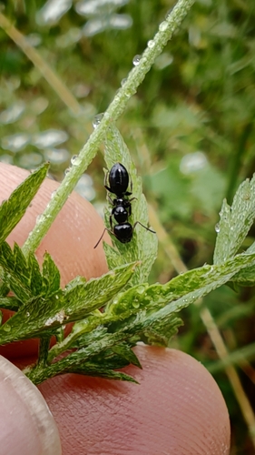 Camponotus piceus