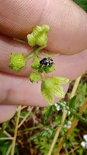 Southern Green Stink Bug