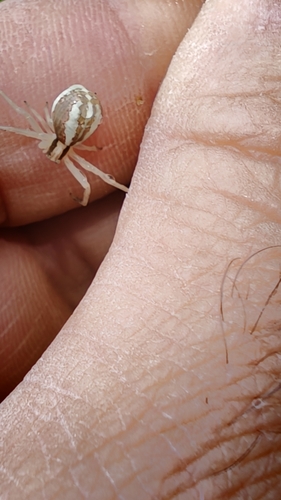 Runcinia grammica