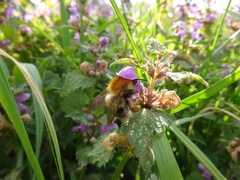 Bombus pascuorum