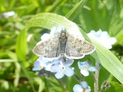 Metaxmeste phrygialis