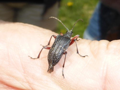 Evodinus clathratus