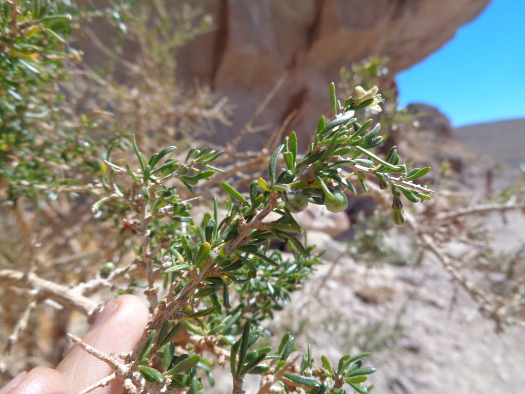 Lycium ameghinoi
