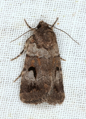 Thoracolopha flexirena