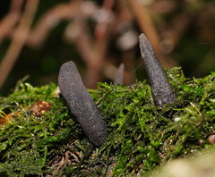 Xylaria castorea