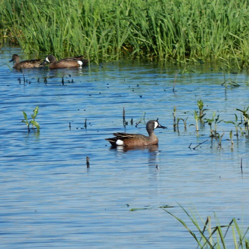 Blue-winged Teal