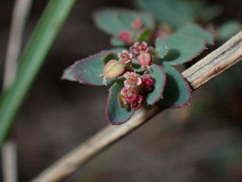 Euphorbia hsinchuensis