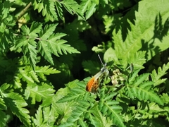Anthocharis cardamines