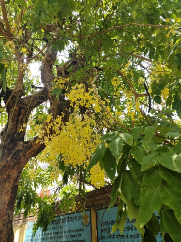 Golden Shower Tree