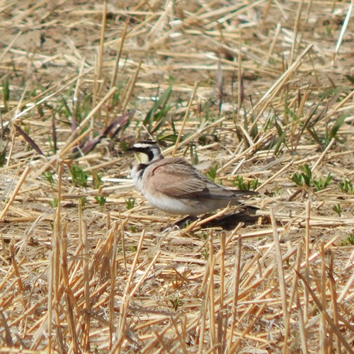 Horned Lark