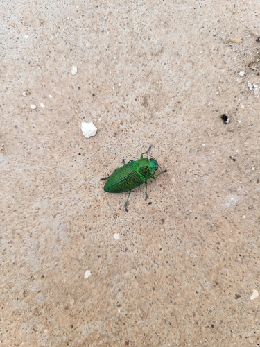 Perotis unicolor