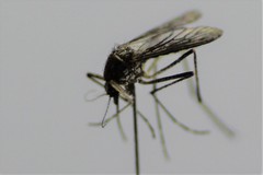 Aedes camptorhynchus
