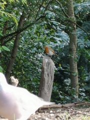 Erithacus rubecula