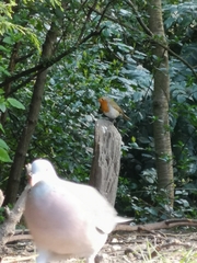 Erithacus rubecula