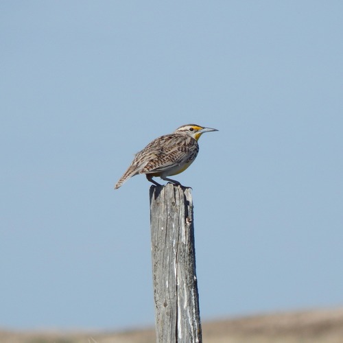 Western Meadowlark