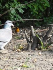 Erithacus rubecula