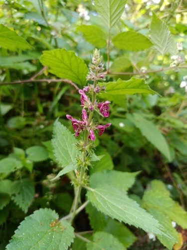 hedge woundwort