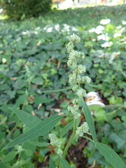 Chenopodium