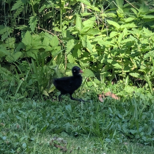 Common Moorhen