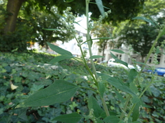 Chenopodium