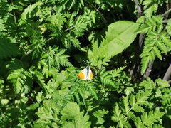 Anthocharis cardamines