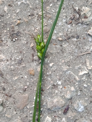 Starved Wood-sedge