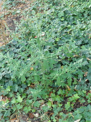 Chenopodium