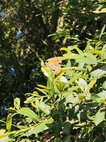 Meadow Brown