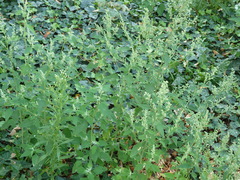 Chenopodium
