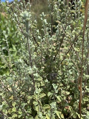 Helichrysum odoratissimum
