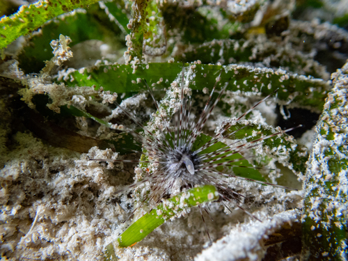 Savigny's Longspine Sea Urchin