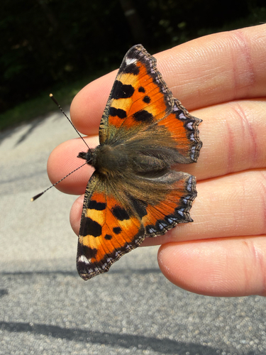 Small Tortoiseshell