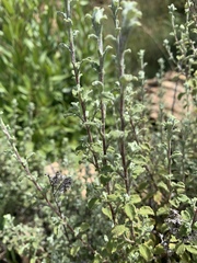Helichrysum odoratissimum