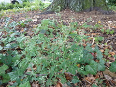Chenopodium