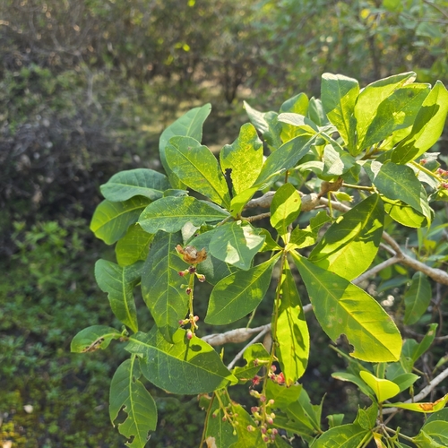 Barringtonia acutangula, photograph 2