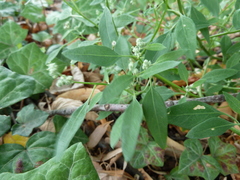 Chenopodium