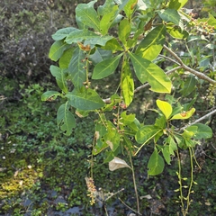 Barringtonia acutangula, photograph (c) Martin Rady, some rights reserved (CC BY)