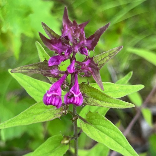 Melampyrum yezoense iNat (1)