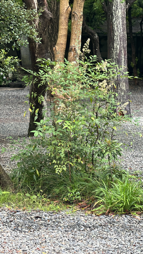 Heavenly bamboo